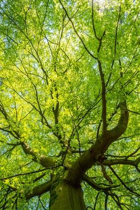 欧洲山毛榉树木图片